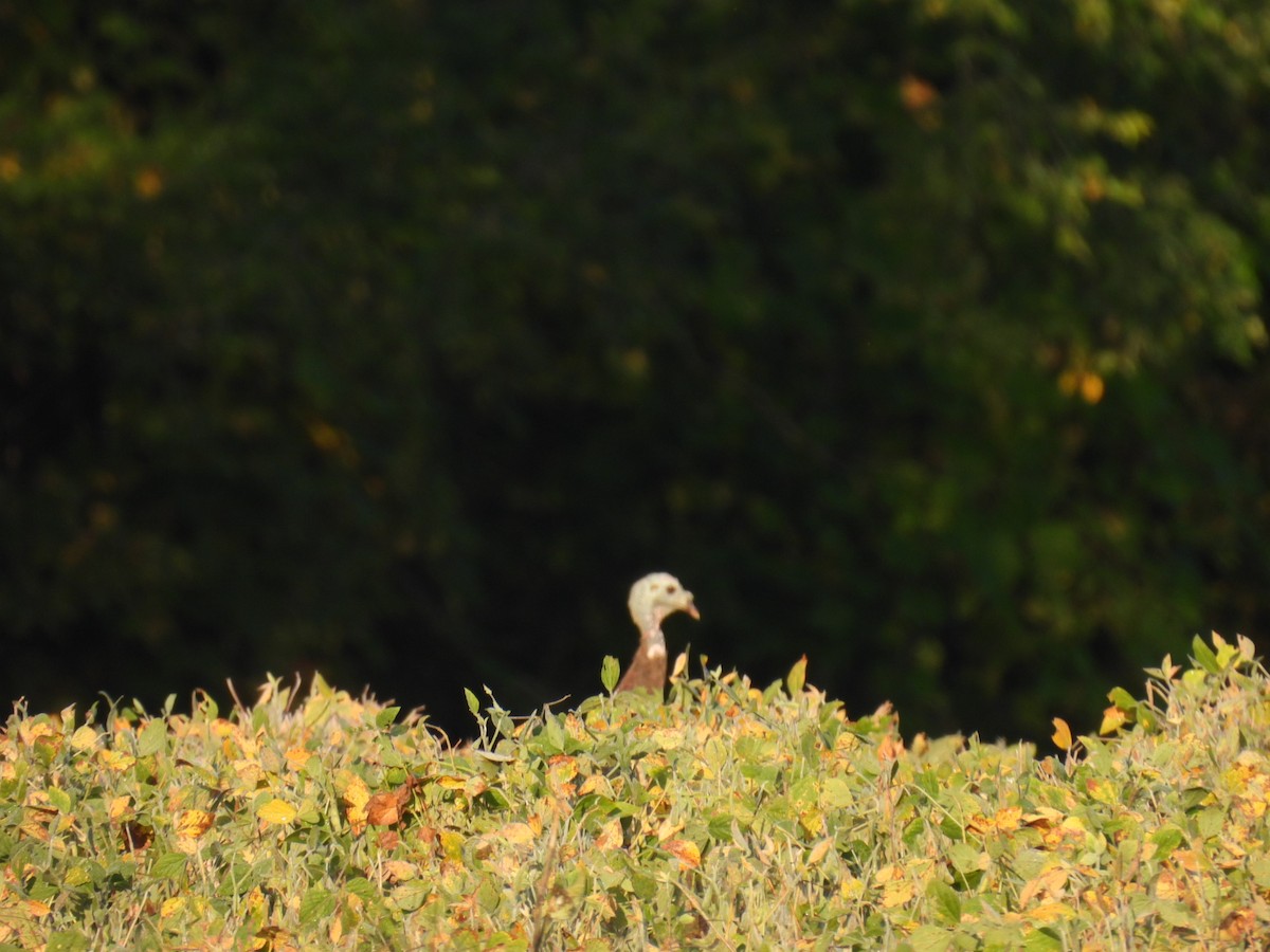 Wild Turkey - ML641964532