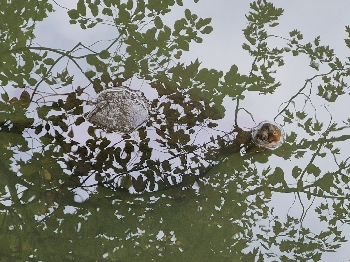Common Snapping Turtle - ML641964535