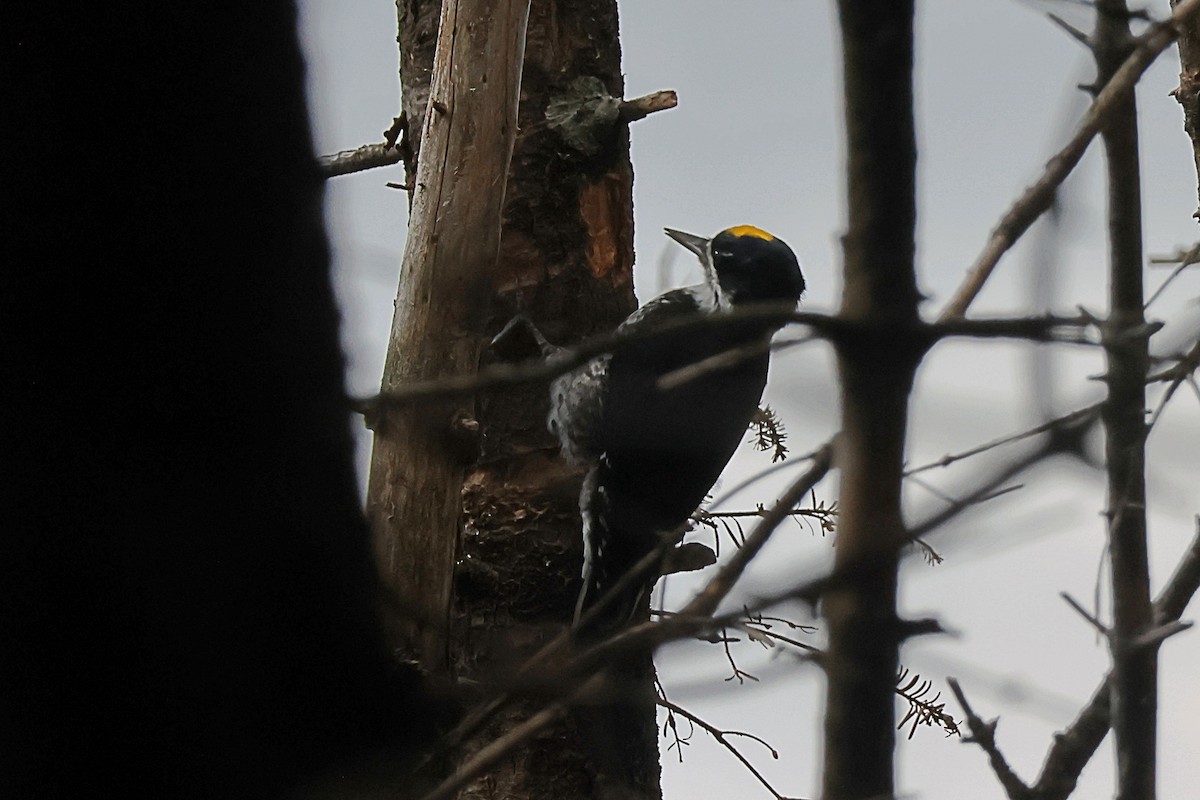 Black-backed Woodpecker - ML641964541