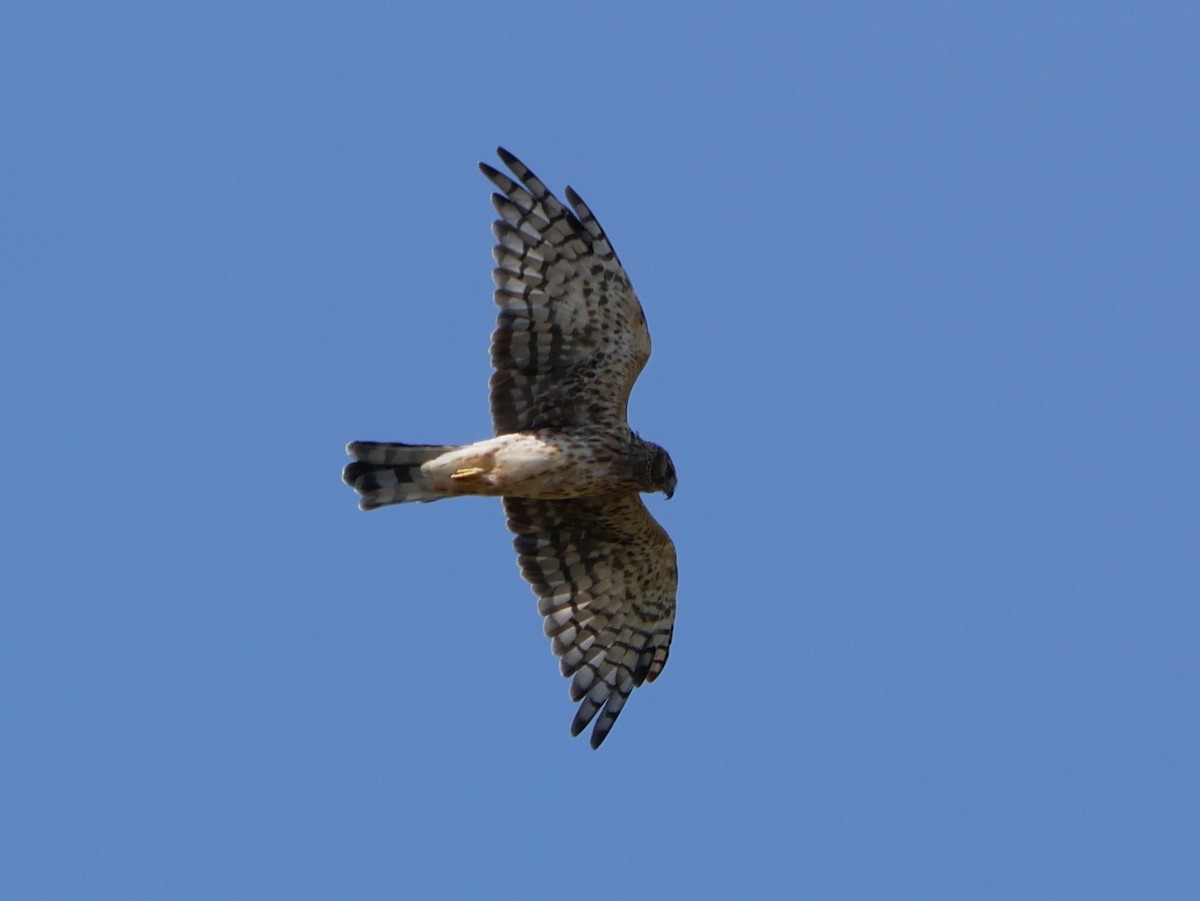 Northern Harrier - ML641964551