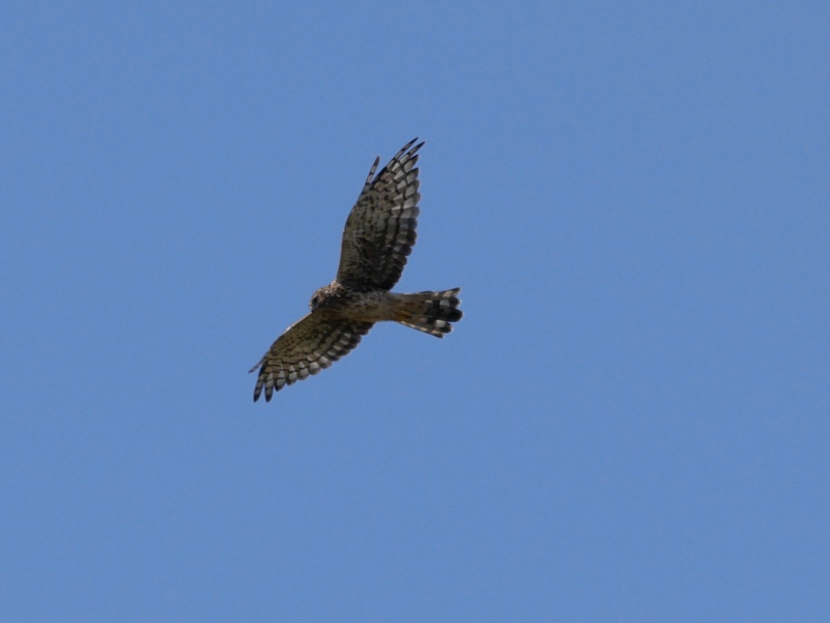 Northern Harrier - ML641964552