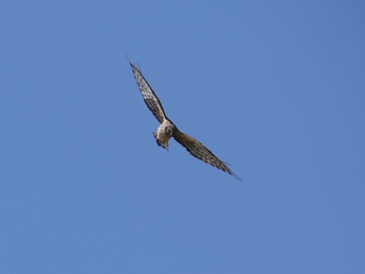 Northern Harrier - ML641964553