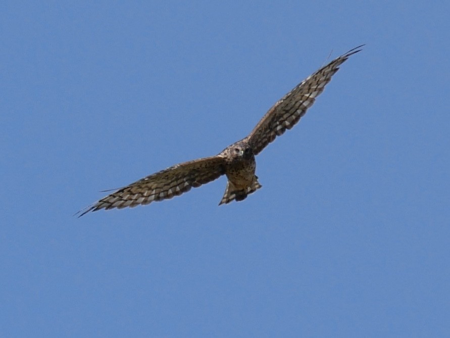Northern Harrier - ML641964554