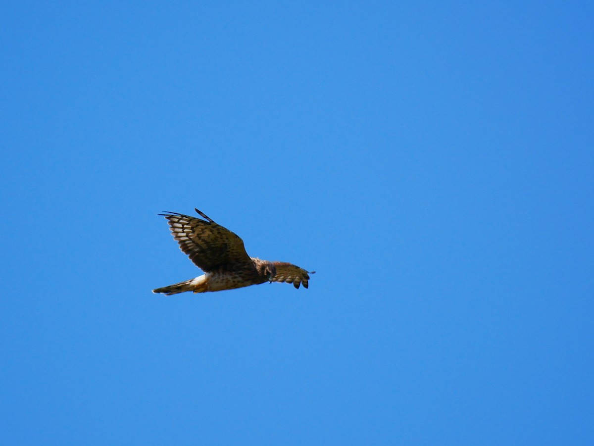 Northern Harrier - ML641964556