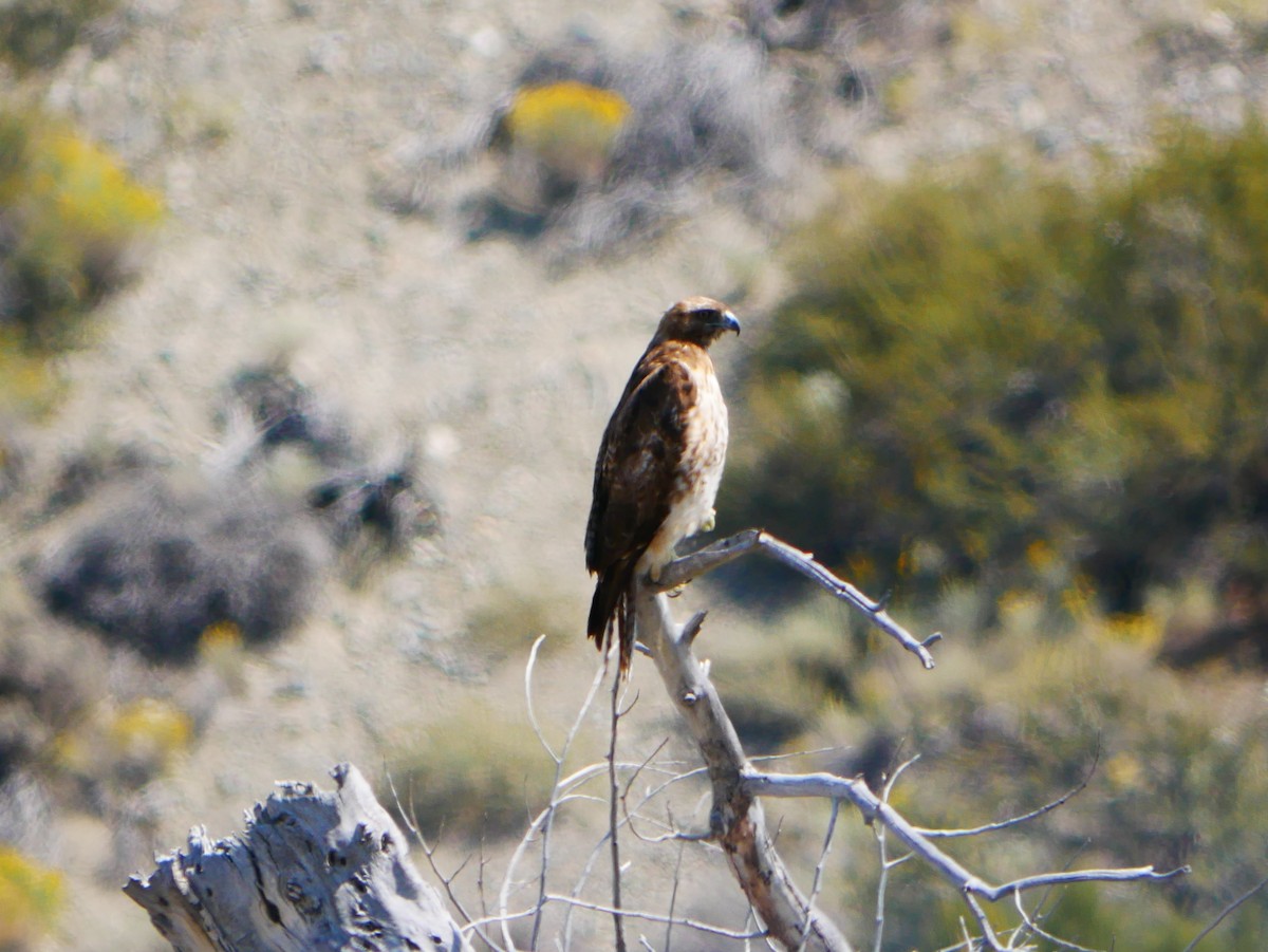 Red-tailed Hawk - ML641964557