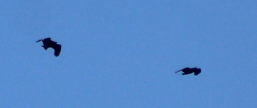 Black Vulture - ML641964558