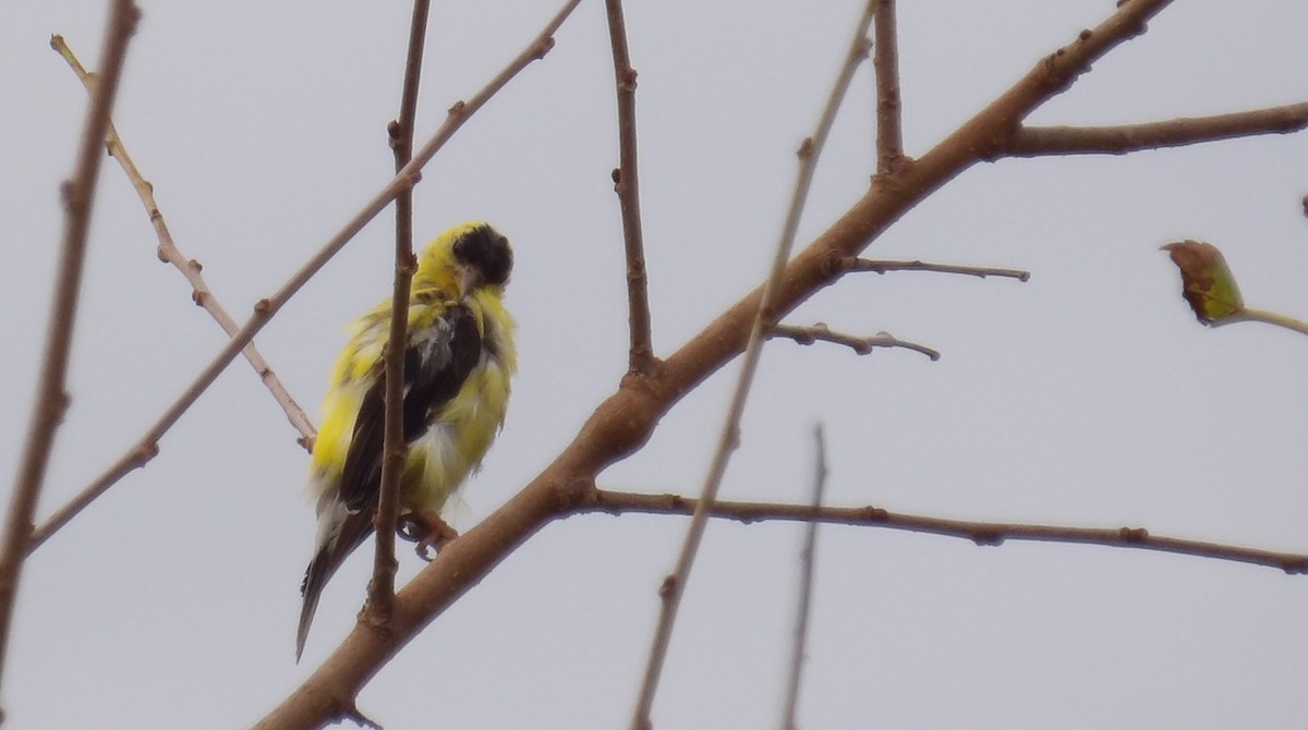 Chardonneret jaune - ML641964559