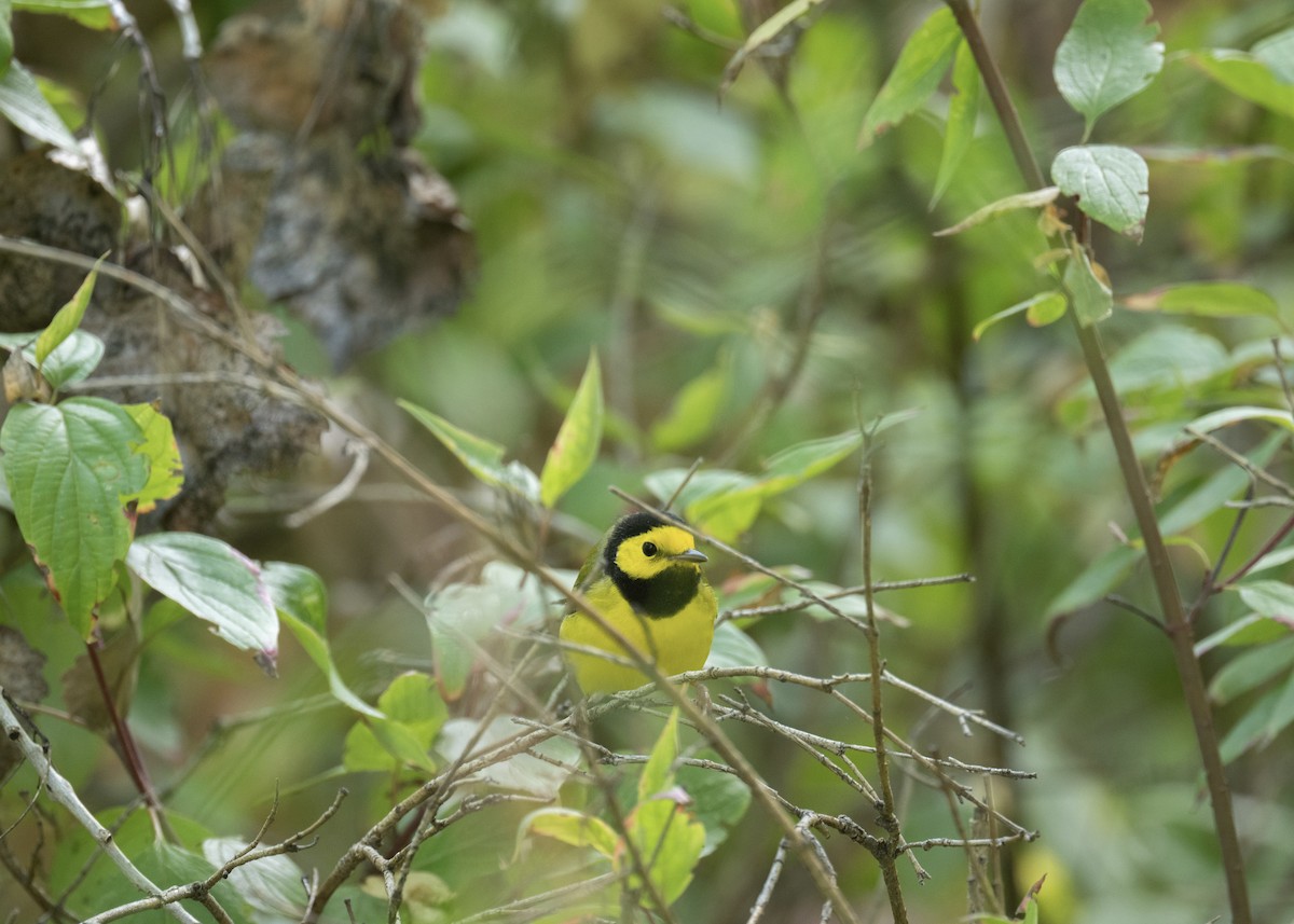 Hooded Warbler - ML641964568