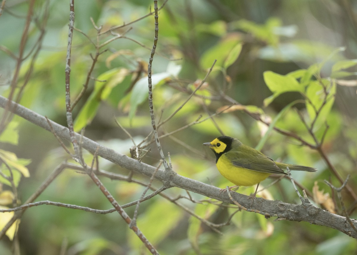 Hooded Warbler - ML641964569