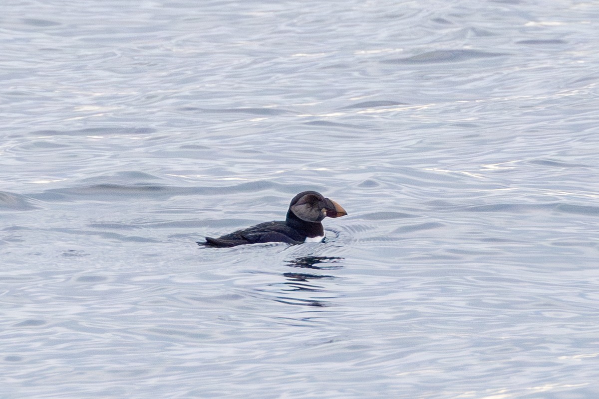 Atlantic Puffin - ML641964573