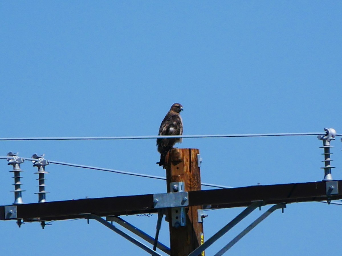 Red-tailed Hawk - ML641964579