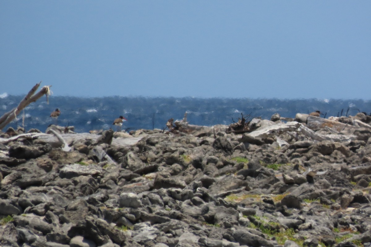 American Oystercatcher - ML641964586
