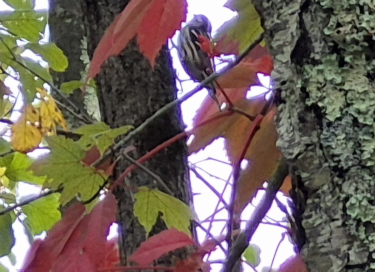 Black-and-white Warbler - ML641964588