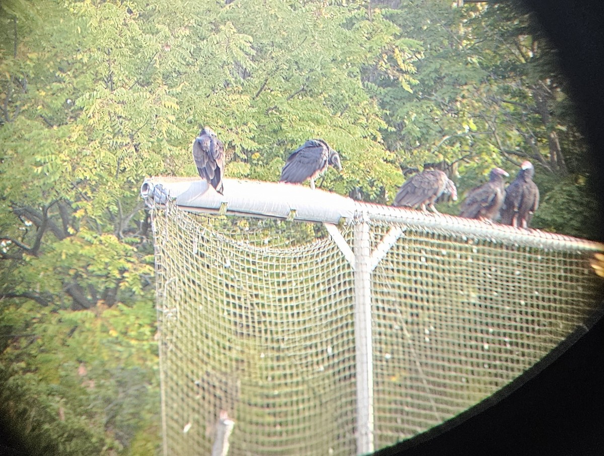 Black Vulture - ML641964589