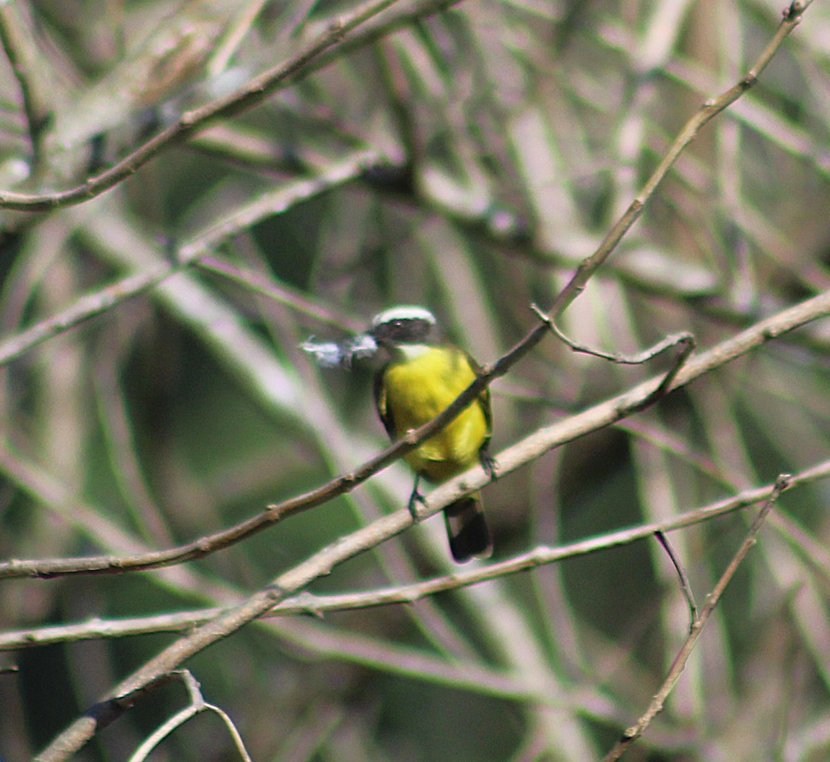 Social Flycatcher - ML641964607