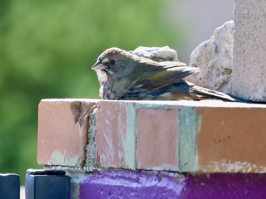 Green-tailed Towhee - ML641964615