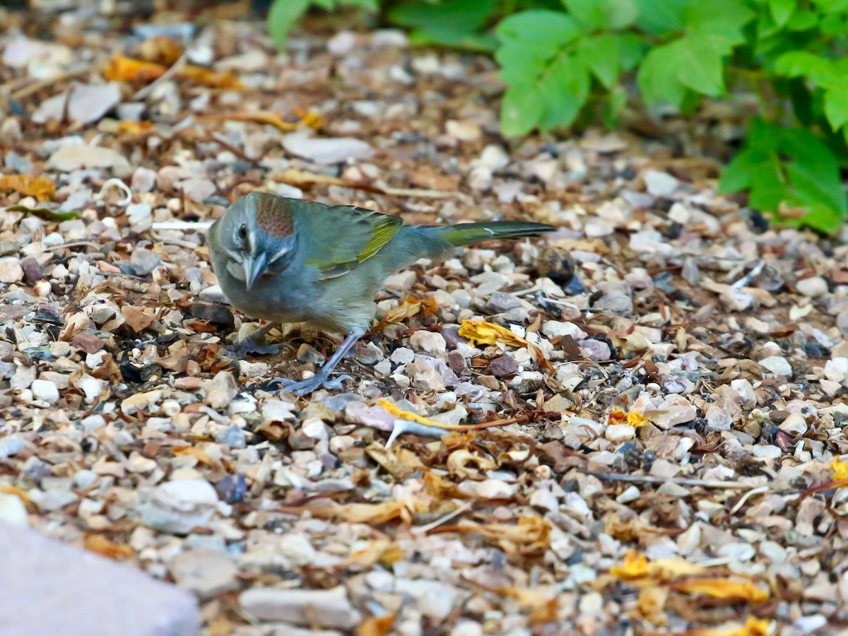 Green-tailed Towhee - ML641964616
