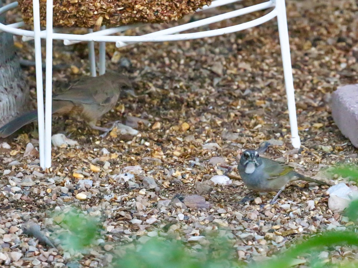 Green-tailed Towhee - ML641964617