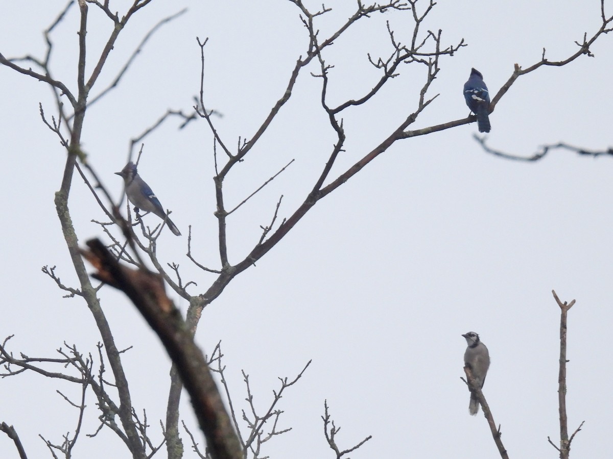 Blue Jay - ML641964630