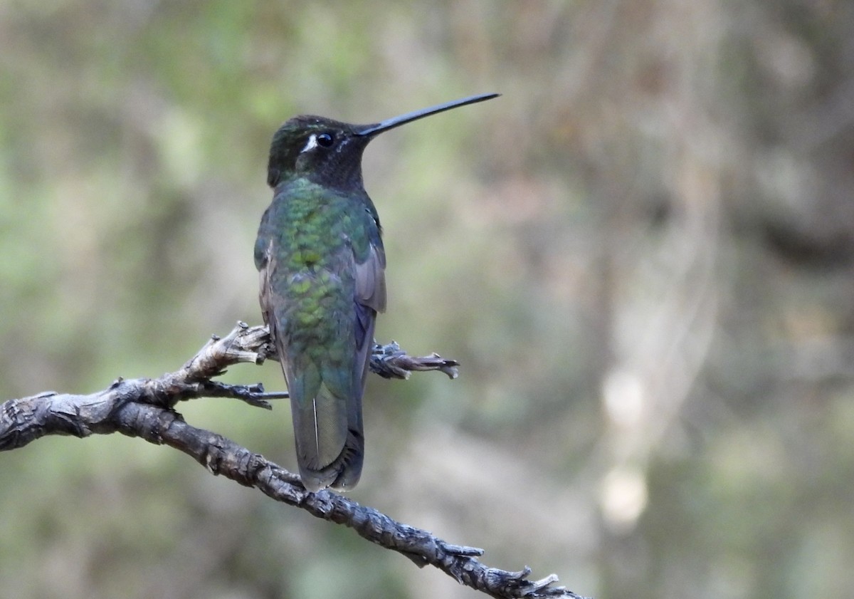 Rivoli's Hummingbird - ML641964638