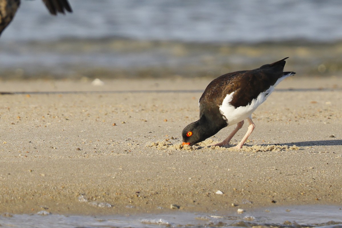 American Oystercatcher - ML641964641