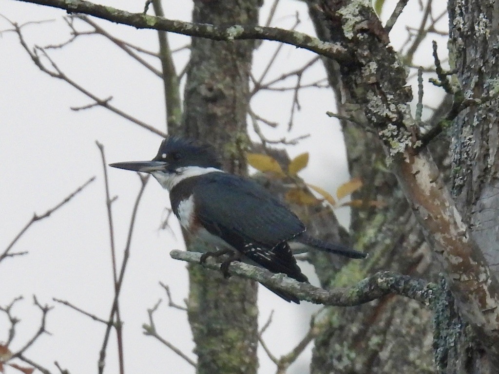 Belted Kingfisher - ML641964642