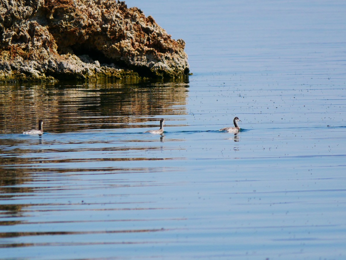 Eared Grebe - ML641964657