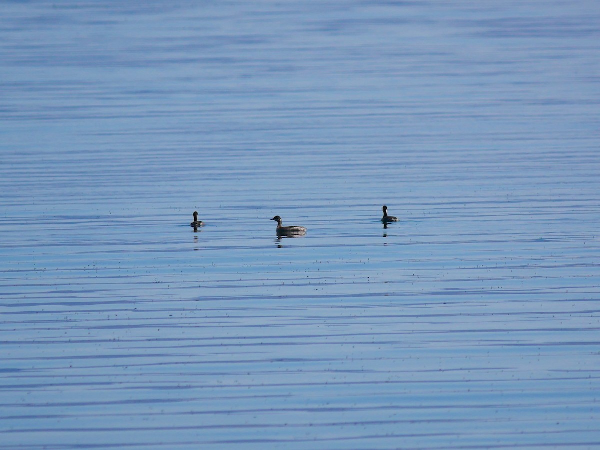 Eared Grebe - ML641964658