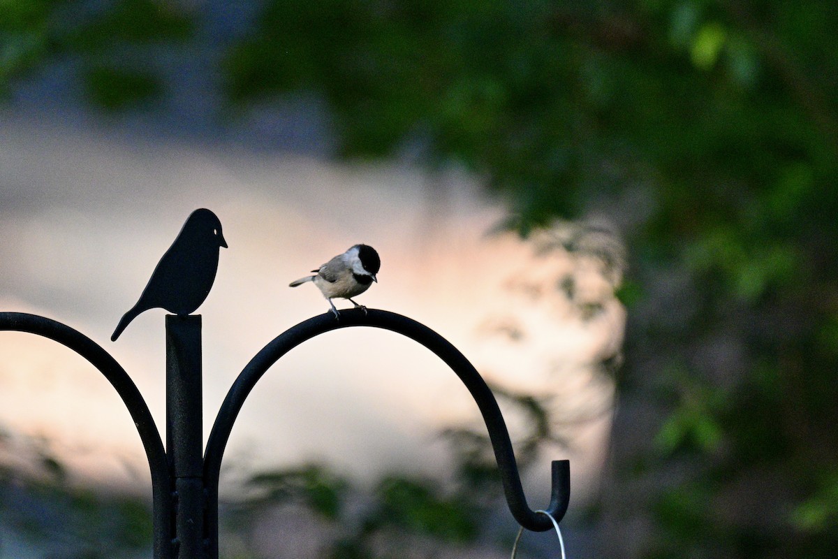 Carolina Chickadee - ML641964679