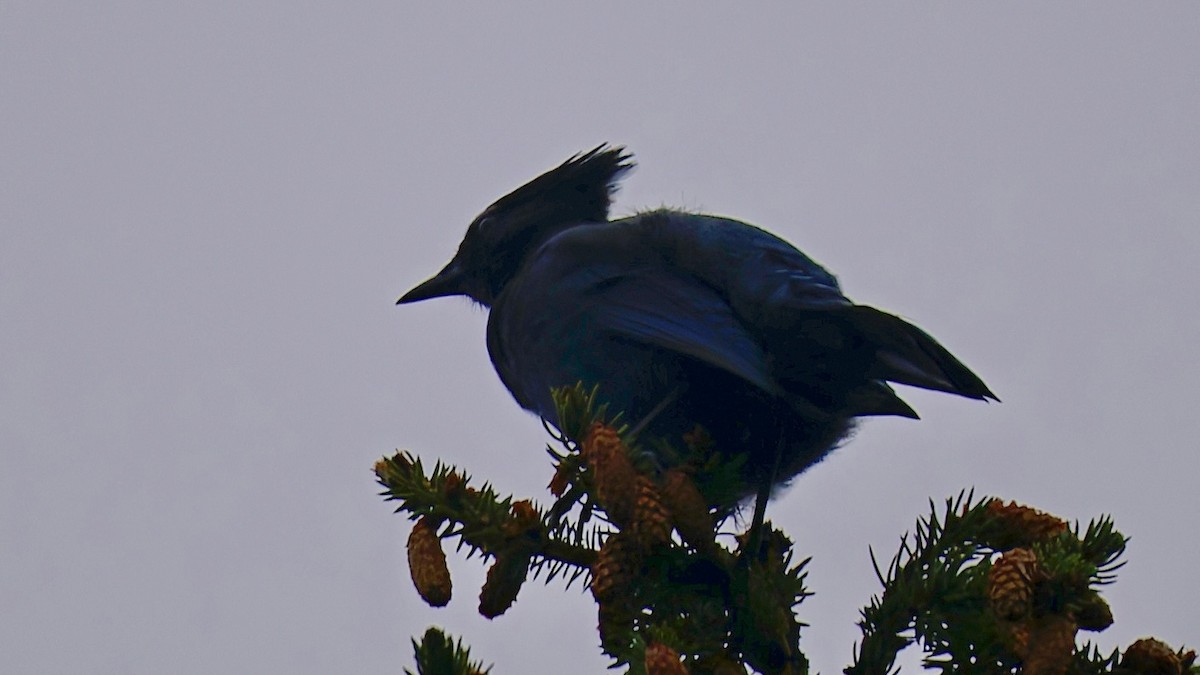 Steller's Jay - ML641964683