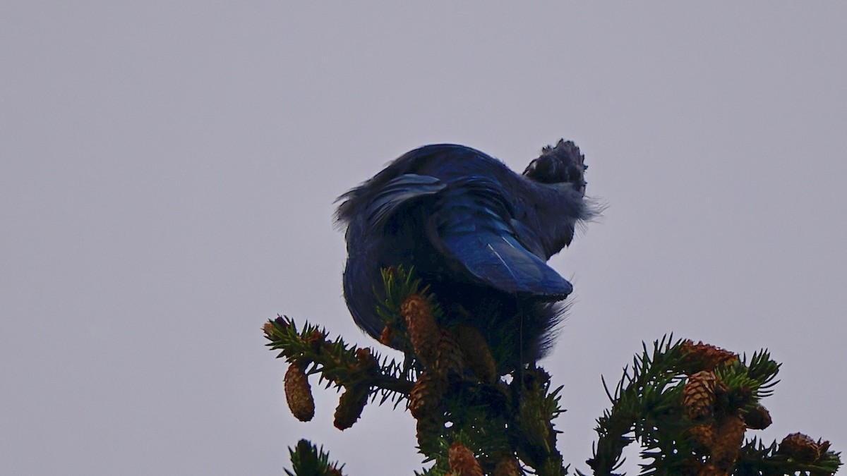 Steller's Jay - ML641964684
