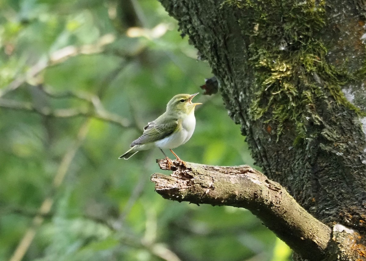 Pouillot siffleur - ML641964699