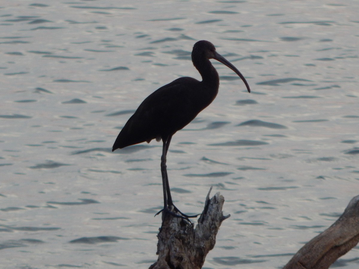 White-faced Ibis - ML641964704