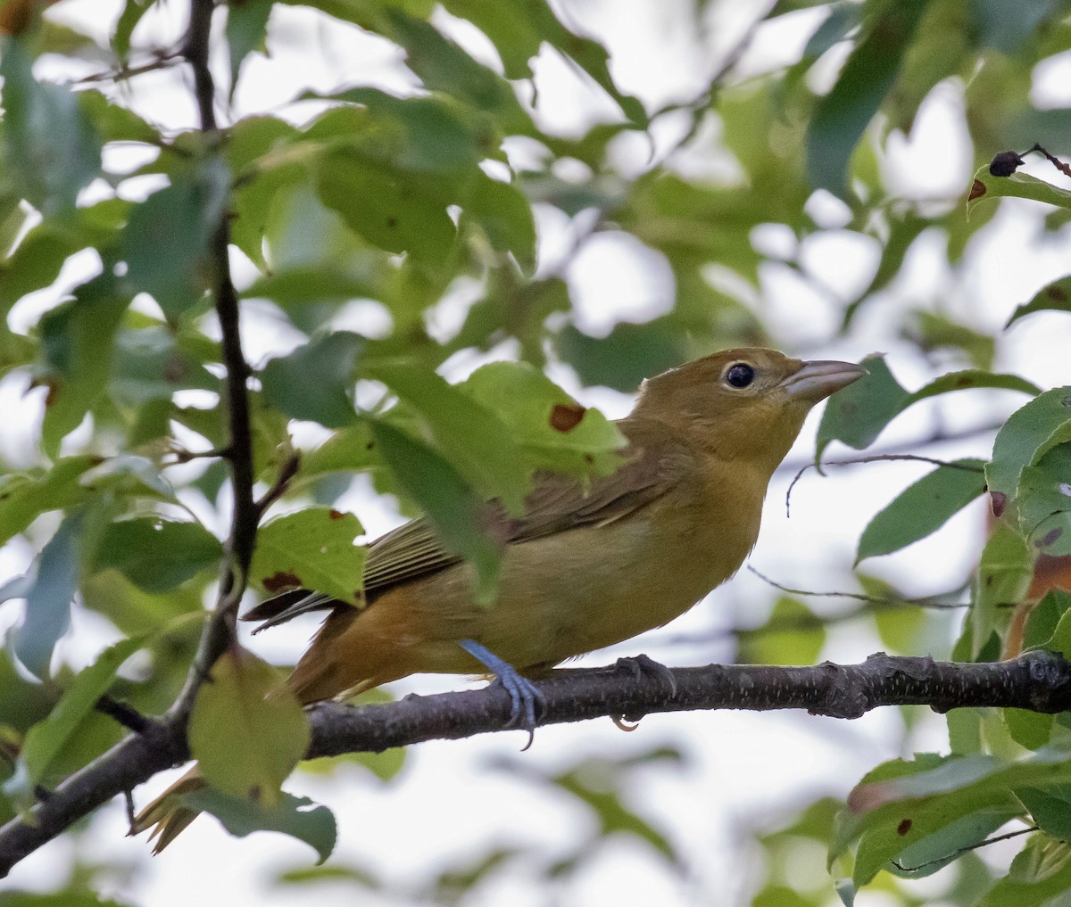 Summer Tanager - ML641964727