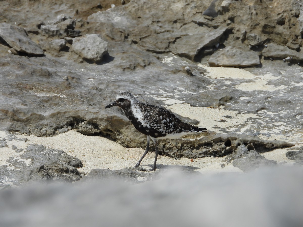 Black-bellied Plover - ML641964733