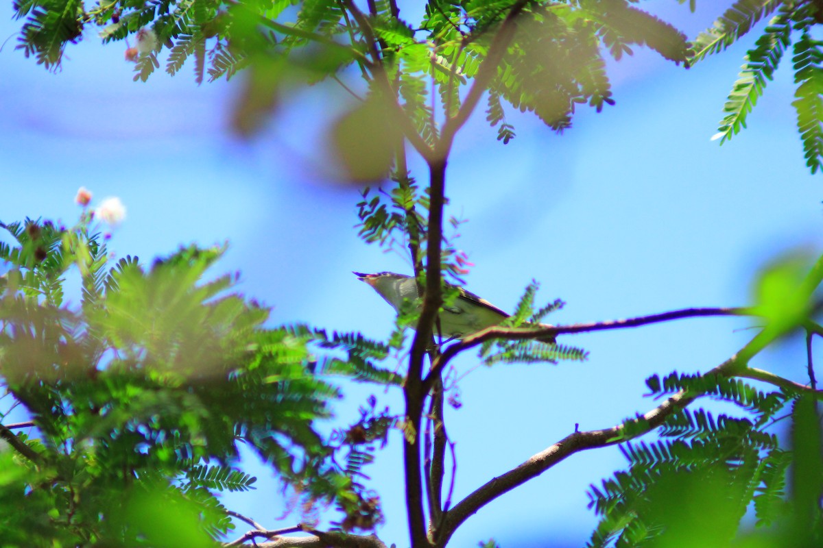 Yucatan Vireo - ML641964776