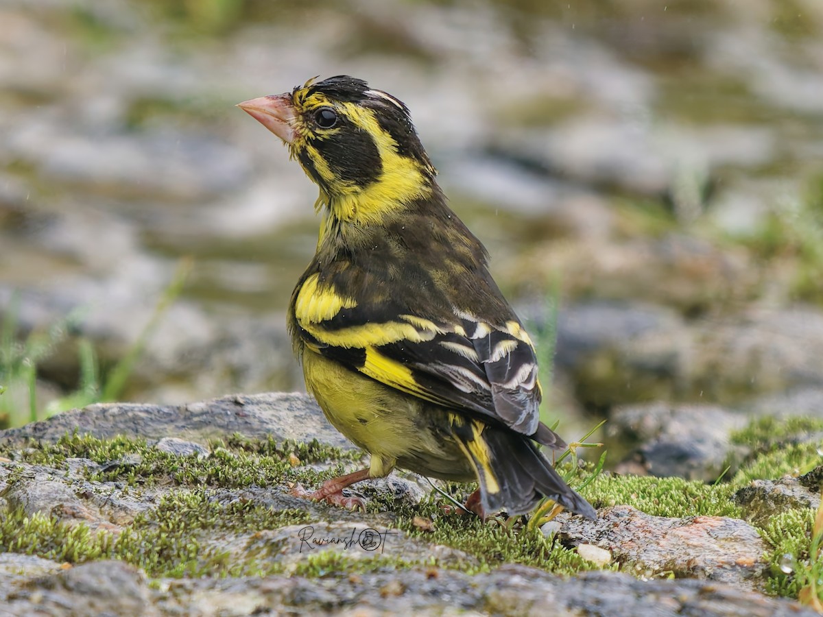 Yellow-breasted Greenfinch - ML641964792