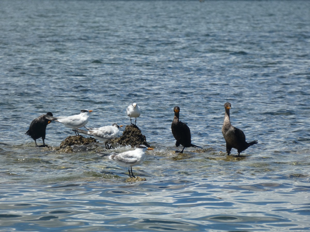 Royal Tern - ML641964793