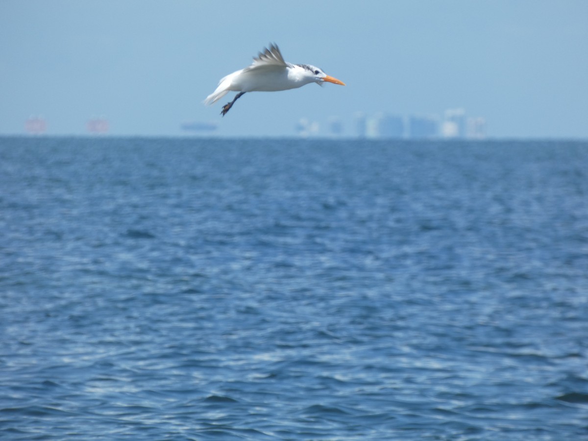 Royal Tern - ML641964802