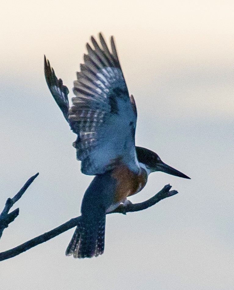 Belted Kingfisher - ML641964806