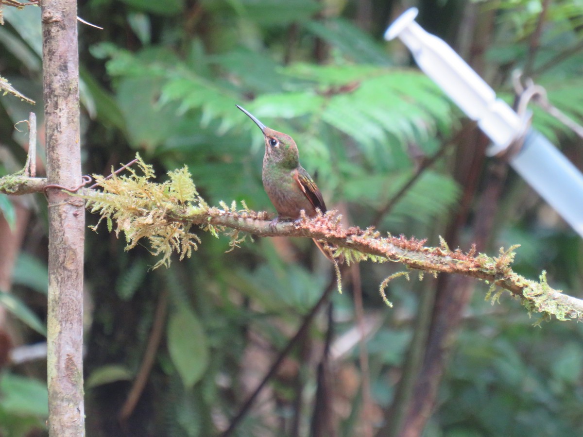 White-booted Racket-tail - ML641964811