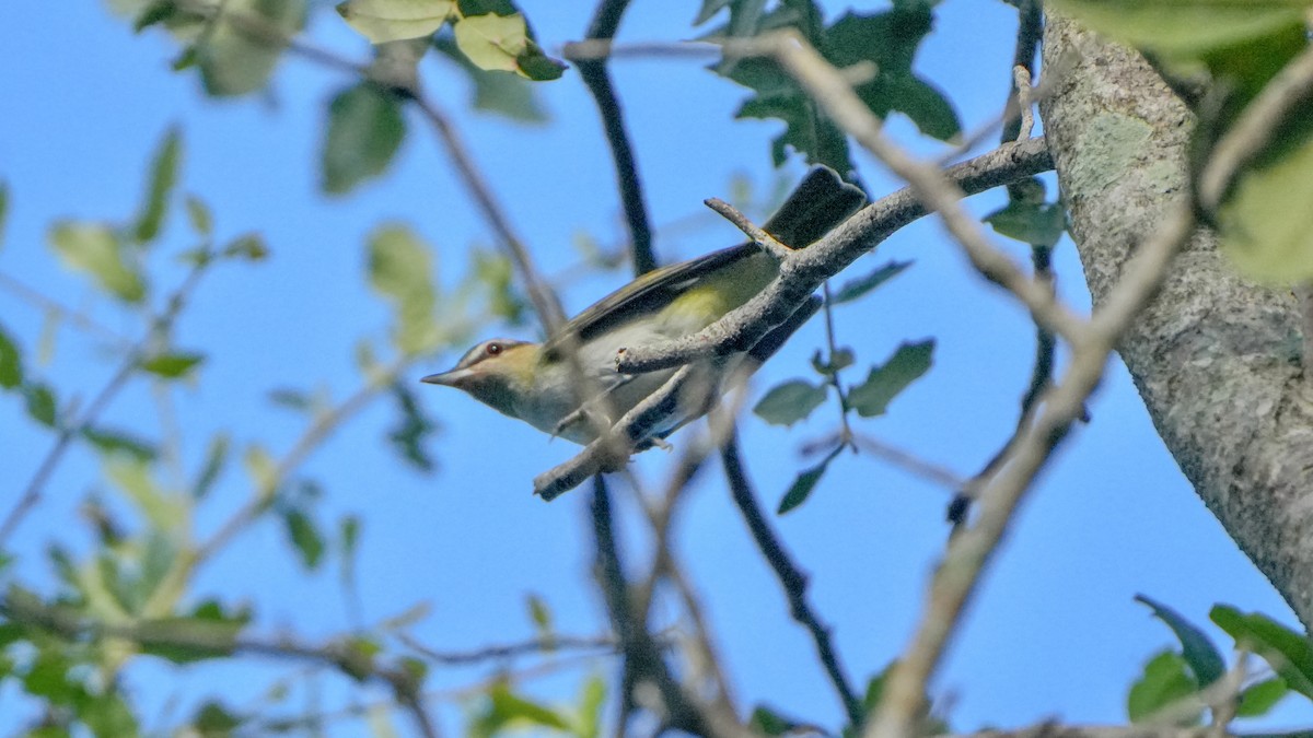 Rotaugenvireo - ML641964814