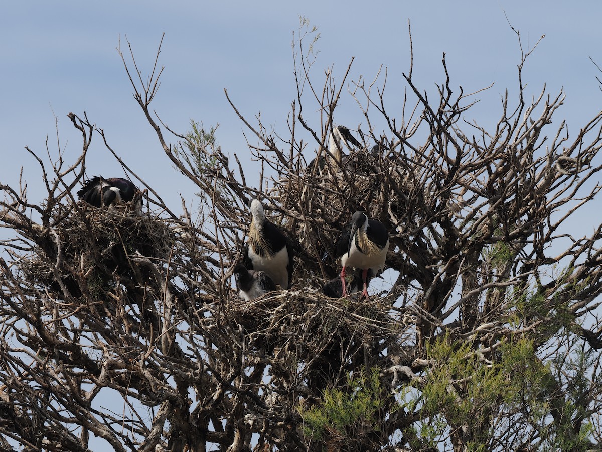 Straw-necked Ibis - ML641964815