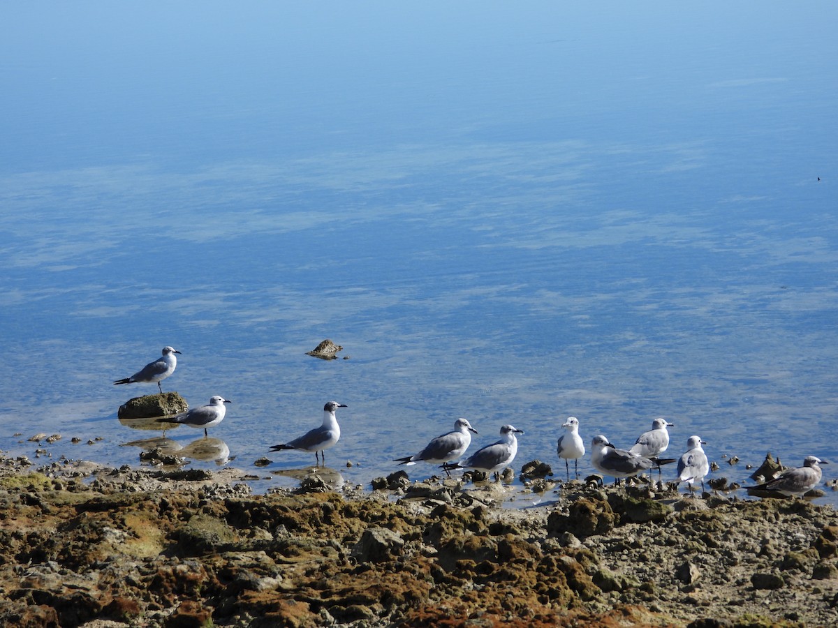 Mouette atricille - ML641964818