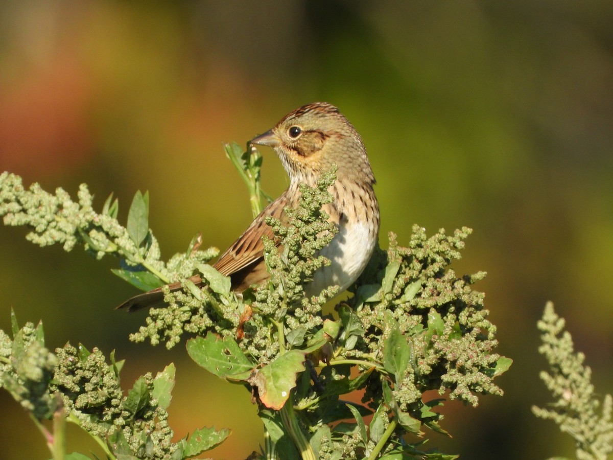 Lincoln's Sparrow - ML641964822