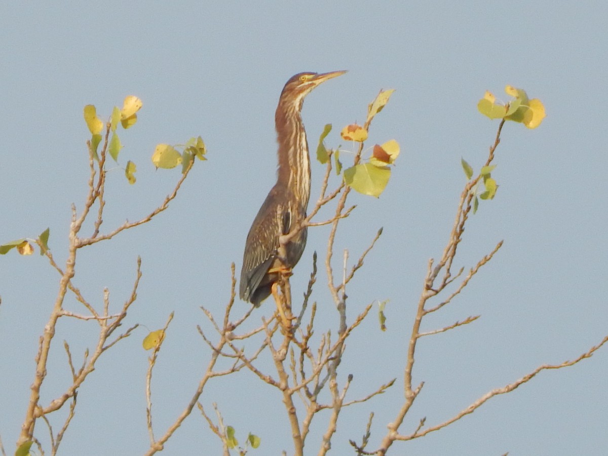 Green Heron - ML641964823