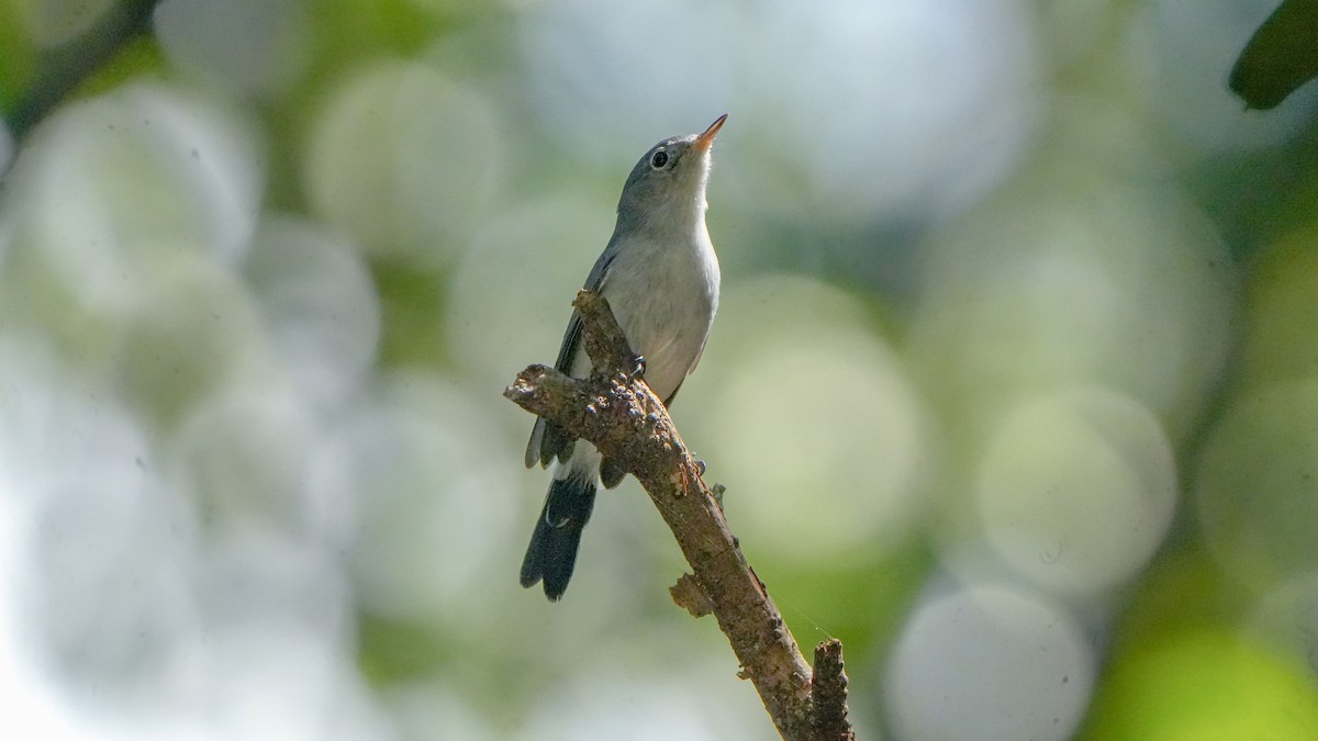 Blue-gray Gnatcatcher - ML641964827