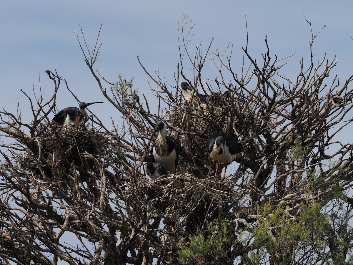 Straw-necked Ibis - ML641964829