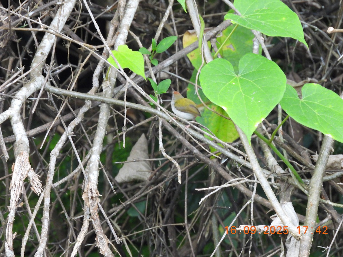 Common Tailorbird - ML641964848