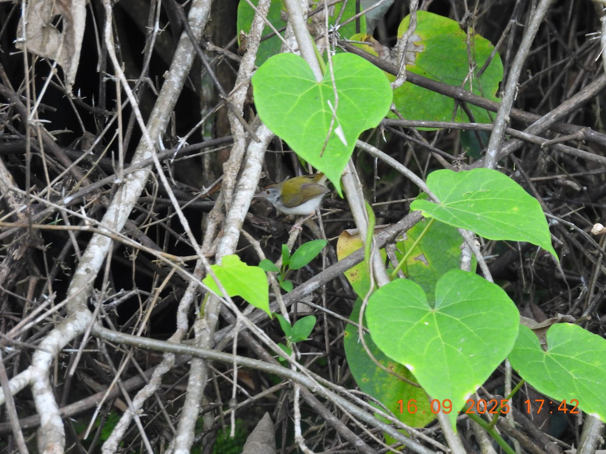 Common Tailorbird - ML641964849